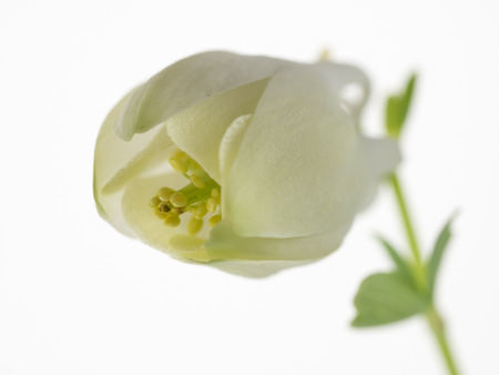 Bud of the neat and clean Aquilegia akitensisの写真素材