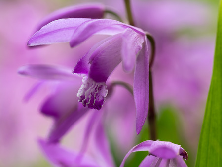 Beautiful purplish red Bletilla in the Japanese forest of the early summerの写真素材