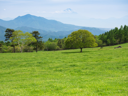 Refreshing green plateau in early summer Japanの写真素材