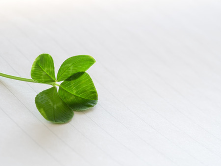 Four leaves and letter paperの写真素材