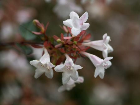 Summer of street trees flower  Abeliaの写真素材