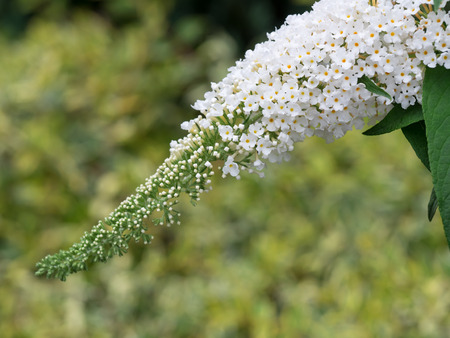 Summer flower tree  Buddlejaの写真素材