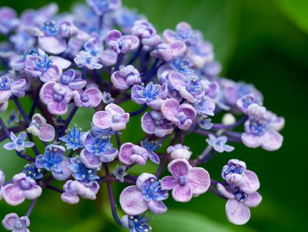 Beautiful hydrangea that the calyx swirlsHydrangea macrophylla Uzuazisai