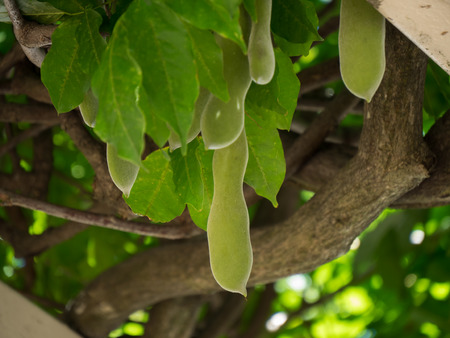 Fruit and vine of wisteria of the wisteria trellis