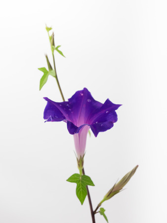 Beautiful Purple blue Morning glory on the white backgroundの写真素材