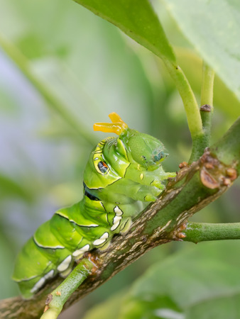 Caterpillar to intimidate an orange horn,の写真素材