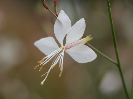 Pretty, beautiful Whirling butterfliesの写真素材