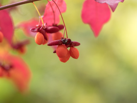 Bright red Euonymus alatus nut in autumn japanの写真素材