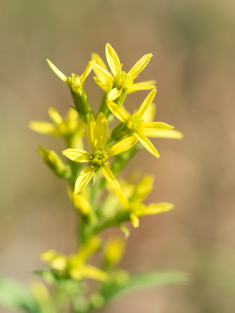 Common goldenrod blooming in the autumn field of Japanの写真素材