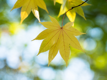 Acer palmatum var. amoenum which turned yellow in autumn in Japan
