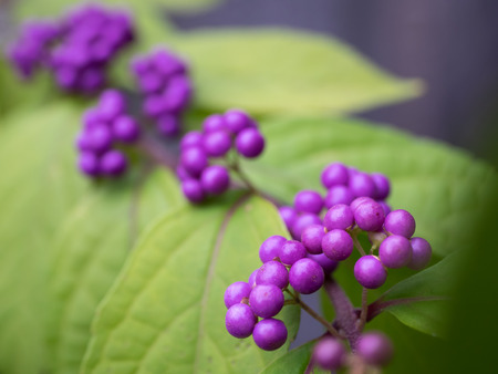 Beauty-Berry to add a cute purple fruit In autumnの写真素材
