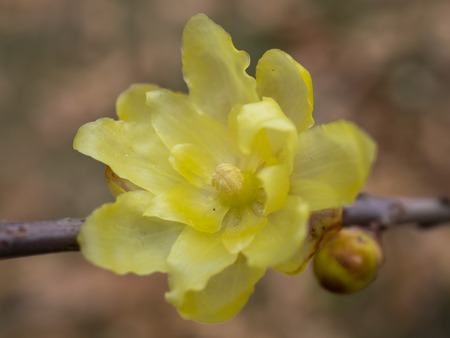 Fascinating yellow Winter sweetの写真素材