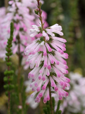 Pink Erika hiemalis coloring the winter flower bedの写真素材