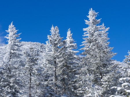 The rime on trees of the blue sky backgroundの写真素材