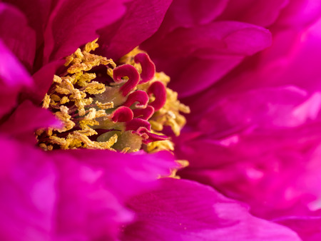 Beautiful purplish red  Japanese tree peonyの写真素材
