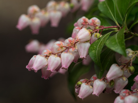 Pretty pink Japanese andromedaの写真素材