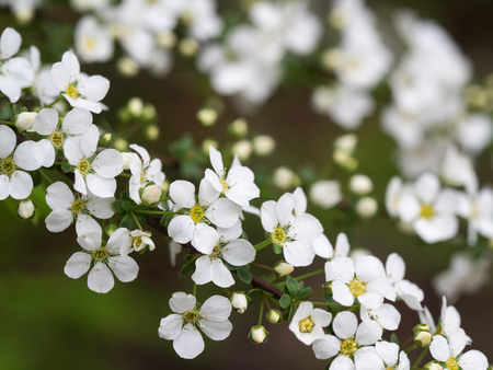 The white spirea which hangs downの写真素材