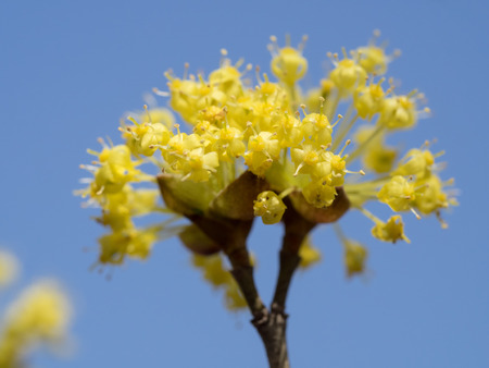 Cornus officinalis of the blue sky backgroundの写真素材