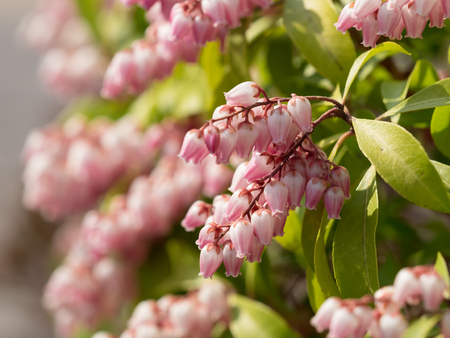 Pretty pink Japanese andromedaの写真素材