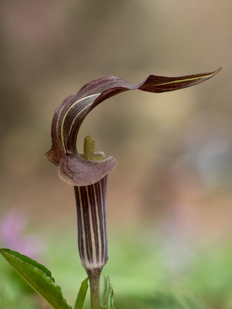 Arisaema serratum of the forest of the early summerの写真素材