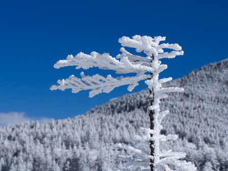 Tree of the mountain covered with fresh snowの写真素材