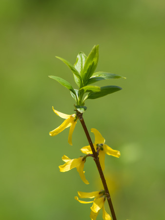 Flower of Golden bell telling springの写真素材
