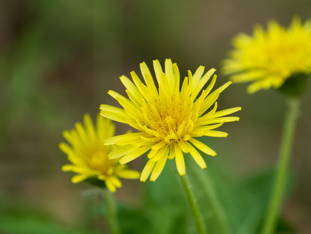 Japanese dandelion in the spring fieldの写真素材