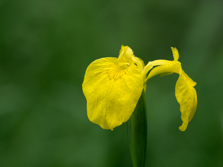 Iris pseudoacorus blooming in the damp place of the early summerの写真素材