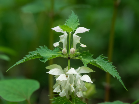 White Lamium album in the  early summer fieldの写真素材