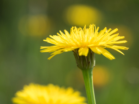 Yellow Catsear  blooming in the early summerの写真素材
