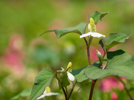 Stinking noxious weed with the efficacyの写真素材