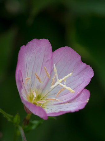 Pretty Pink evening primroseの写真素材