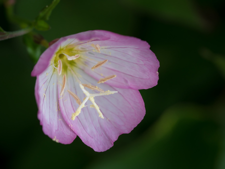 Pretty Pink evening primroseの写真素材