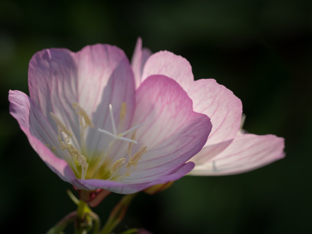 Pretty Pink evening primroseの写真素材