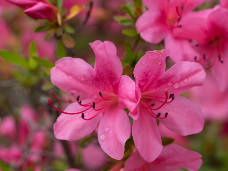 Beautiful pink Satsuki azalea in early summer,の写真素材