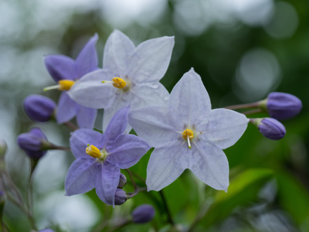 Light purple Solanum jasminoidesの写真素材