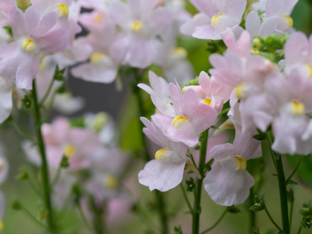 Lovely Nemesia in the flower bedの写真素材