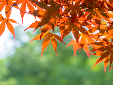 Burning red maple leafの写真素材