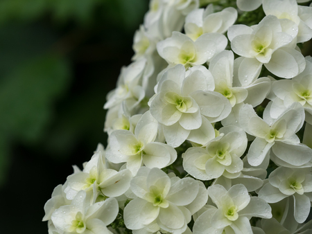Beautiful Oakleaf hydrangea blooming in  rainy seasonの写真素材