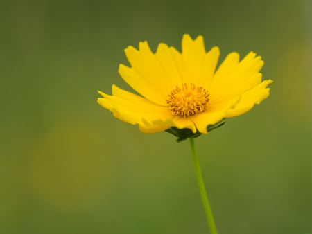 Tickseed growing wild in the early summer fieldの写真素材