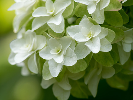 Beautiful Oakleaf hydrangea blooming in early summerの写真素材