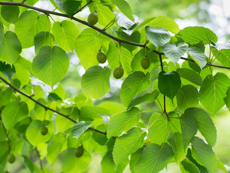 Green fruit of the tree of handkerchief