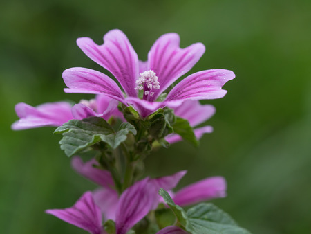 Beautiful pink Mallowの写真素材