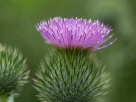 American plumed thistle blooming in early summer fieldの写真素材