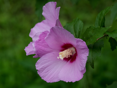 Flower of the beautiful rose of sharonの写真素材