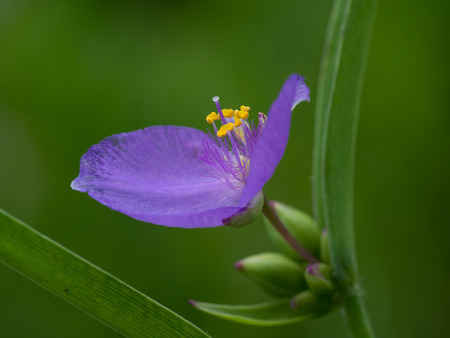 Small bluish violet Tradescantia ohiensisの写真素材