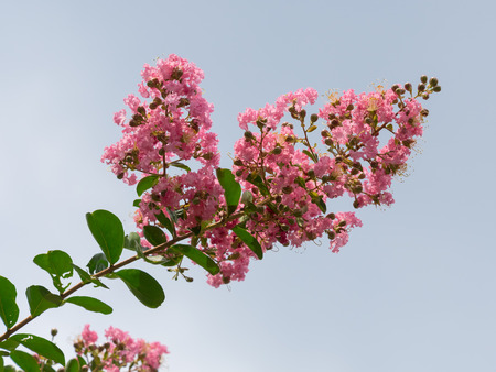 Strong pink crape myrtleの写真素材