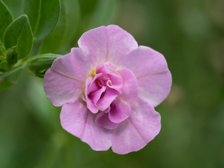 Portulaca of the blooming in double,の写真素材