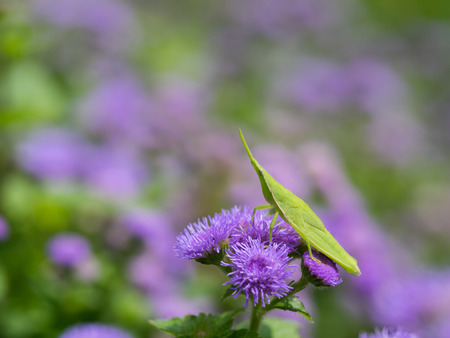 Grasshopper of the flower bed of the ageratum
