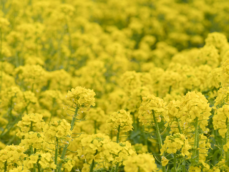 Yellow rape of the spring fieldの写真素材